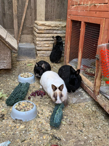 Female nietherland dwarfs