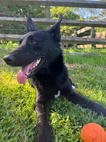 Koba