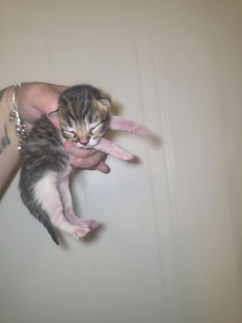 Beautiful kittens
