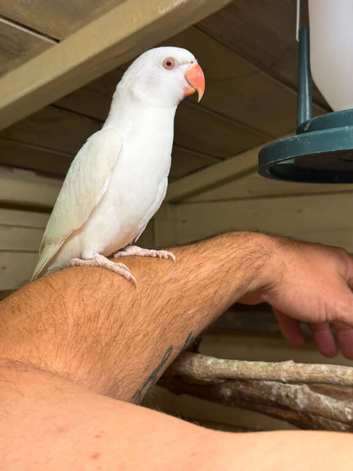Hand reared albino ringneck with cage