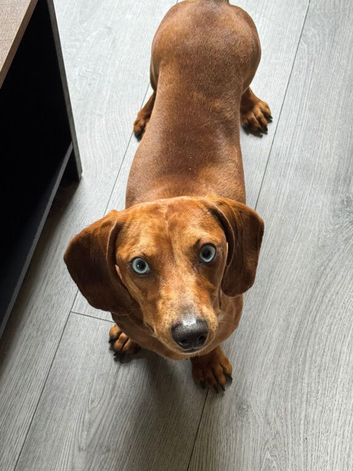 Dog for sale