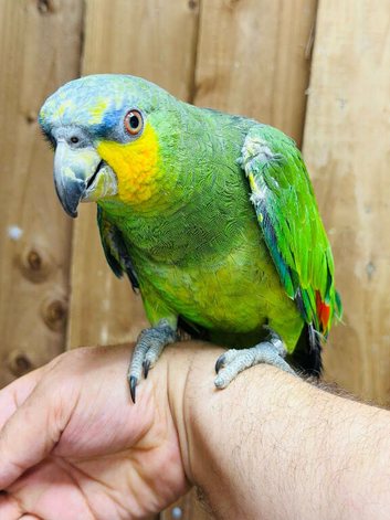 Orange winged amazon