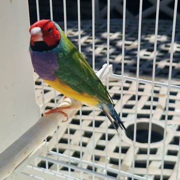 Gouldian finch
