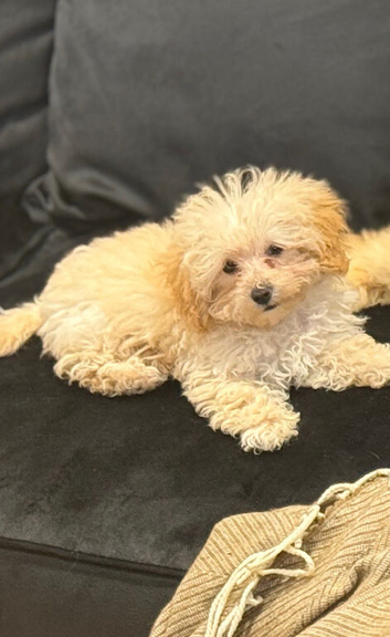 Toy poodle