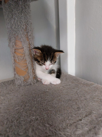 Two kittens for sale
