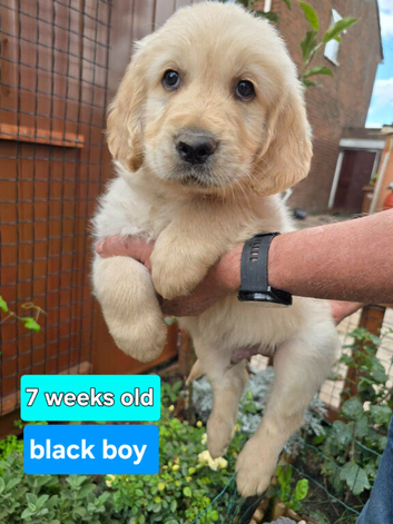 Gorgeous Golden Retriever Puppies KC Reg