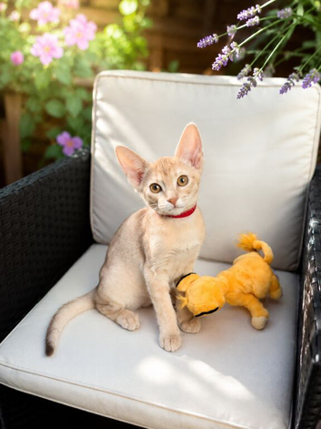 Champion BL Cinnamon Silver Abyssinian Female Available