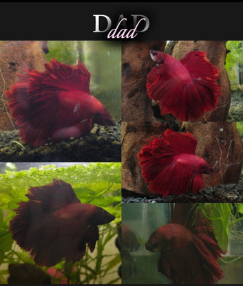 Juvenile bettas