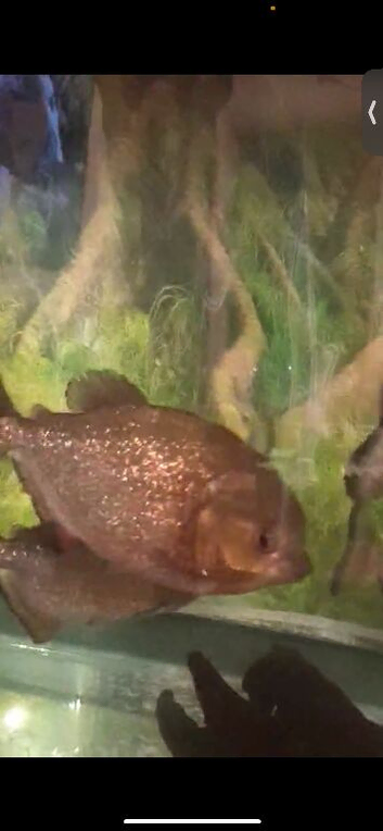 5 red belly piranhas full set up