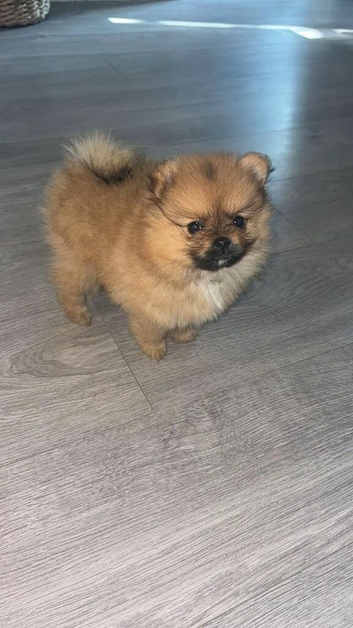 Beautiful teddy face female Pom