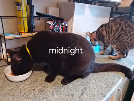1 year old black male cat