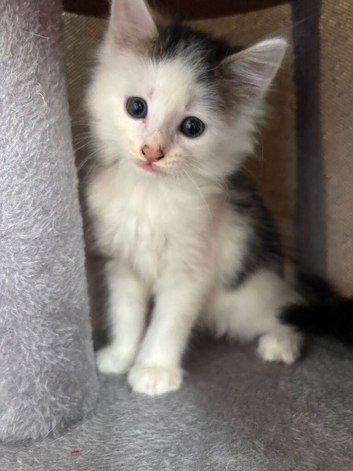 4 kittens for sale