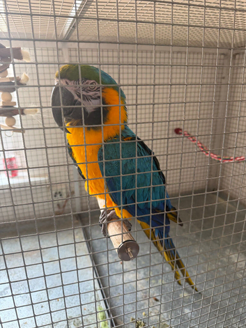 Stunning blue and gold maccaw