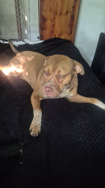 Cane corso mix Argentina Dogo