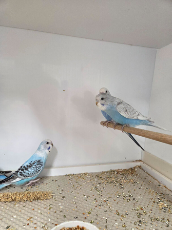Split blackface budgies for sale