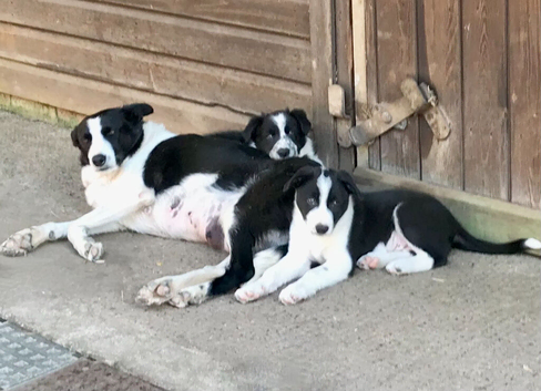 OUTSTANDING PICK OF LITTER MALE COLLIE PUP FROM ISDS WORKING PARENTS AND CHAMPION BLOODLINES.