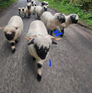 Valais Blacknose sheep