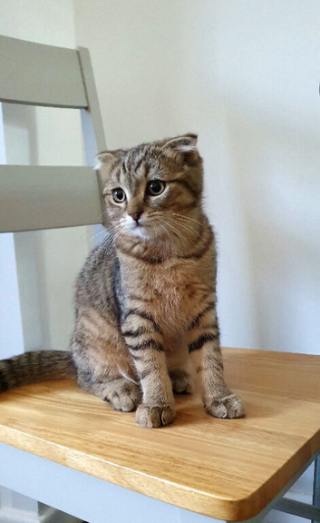 PET ONLY Pure breed Scottish fold tabby gold boy