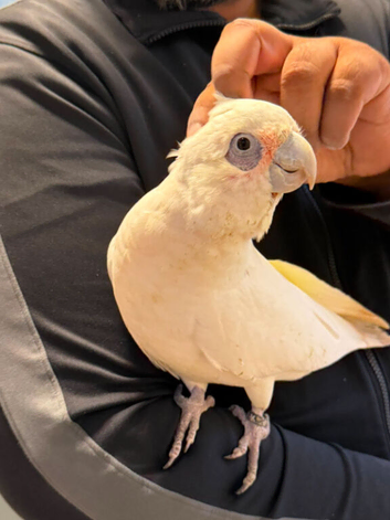 Beared eyed cockatoo