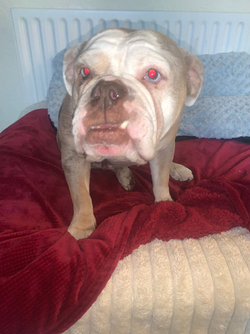 Perfect English bulldog