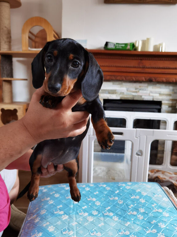 Six beautiful miniature smooth haired dachshunds-one girl left