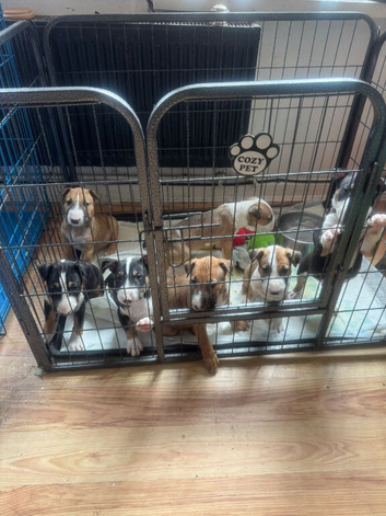 English bull terrier puppies