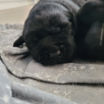 Adorable labrador puppies for sale