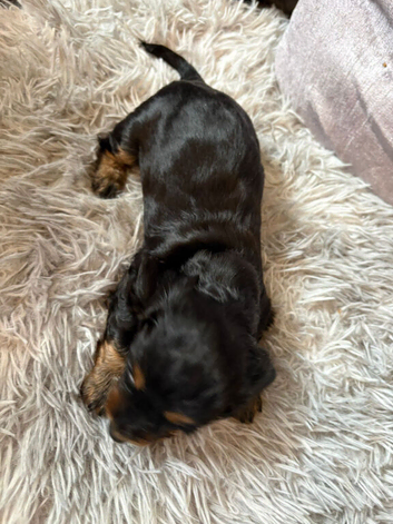 Miniature Dachshund's(reduced)