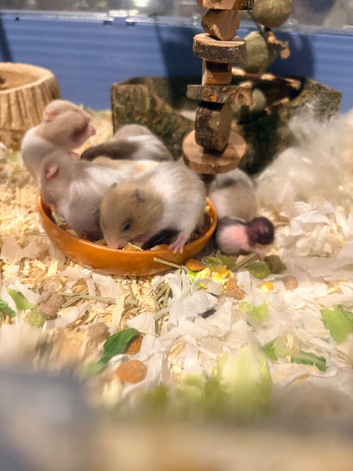 Syrian hamsters
