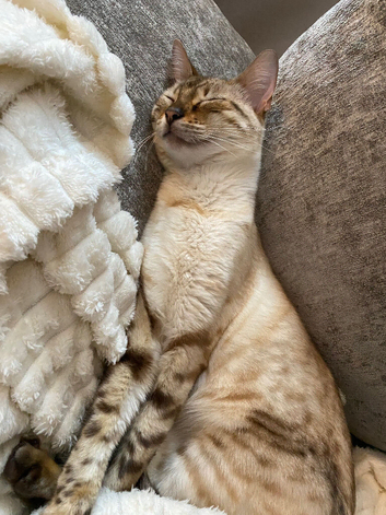 Snow Lynx Bengal