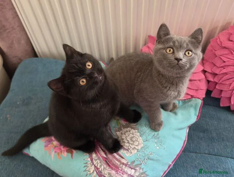 British shorthair kittens