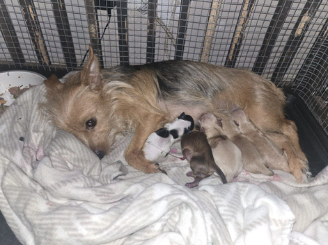 chorkie puppies
