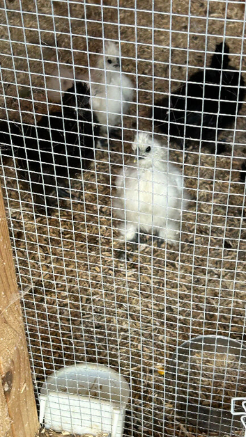 Silkies x5