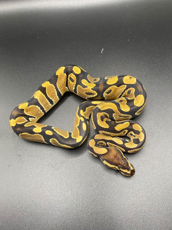 Het clown het pied ball Python hatchling Male