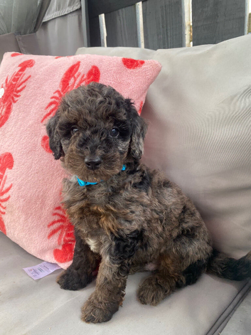 Cockapoo puppies