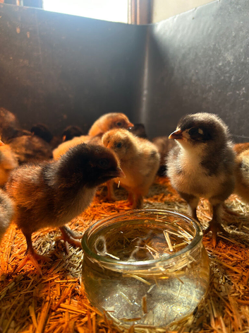 Large breed brahma and Orpington&rsquo;s