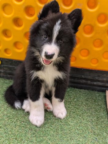 Swiss shepherd x husky x collie pups