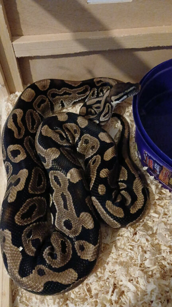 Female ball python called Bonnie
