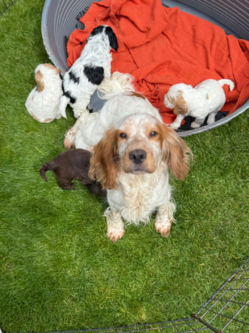 Working Coker spaniel puppies