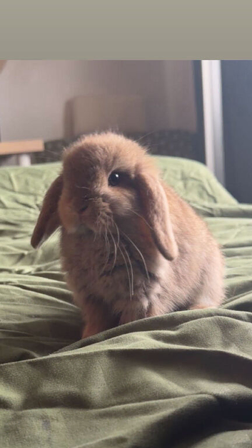 Agouti Mini Lop