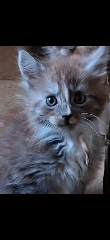 Beautiful silver tabby maine coon kittens