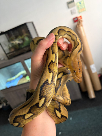Sunfire Tiger Reticulated Python