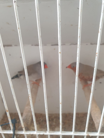 ZEBRA FINCHES