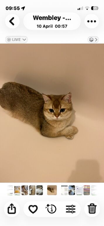 Missing cat