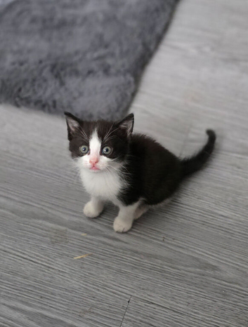 5 beautiful kittens