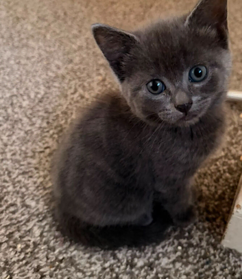 6 Beautiful Kittens (4Left)