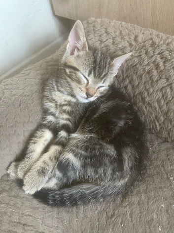 Kittens looking for new homes