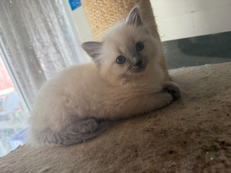 Ready to leave now Beautiful ragdoll kittens