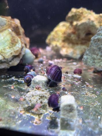 Purple Mystery Snails. Young babies.