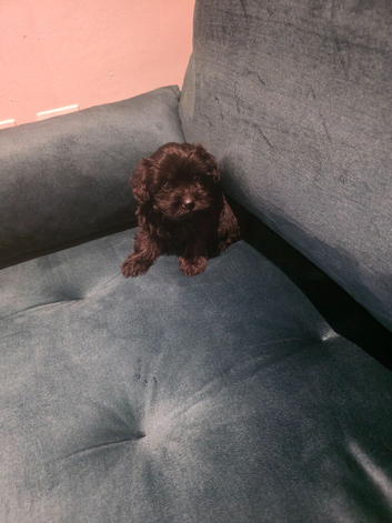 Cockapoo in Leeds